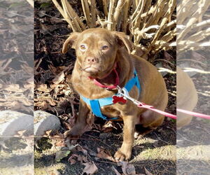 Pug-Unknown Mix Dogs for adoption in Mount Laurel, NJ, USA
