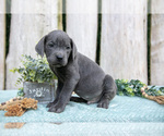 Puppy Flick Cane Corso