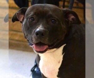 Mutt Dogs for adoption in Enfield, CT, USA