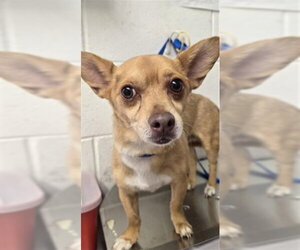 Chihuahua Dogs for adoption in San Bernardino, CA, USA