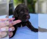 Small Photo #5 Labradoodle Puppy For Sale in NAPLES, FL, USA