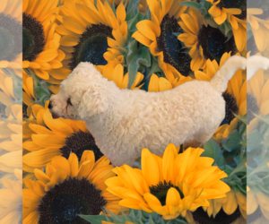 Bichon Frise Dogs for adoption in Seaford, DE, USA