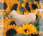 Small Bichon Frise