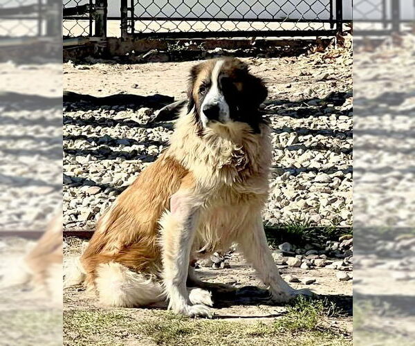 Medium Photo #4 Great Pyrenees Puppy For Sale in Spring, TX, USA