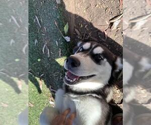 Siberian Husky Dogs for adoption in Fremont, CA, USA