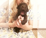 Small Photo #3 Goldendoodle-Labrador Retriever Mix Puppy For Sale in KALISPELL, MT, USA