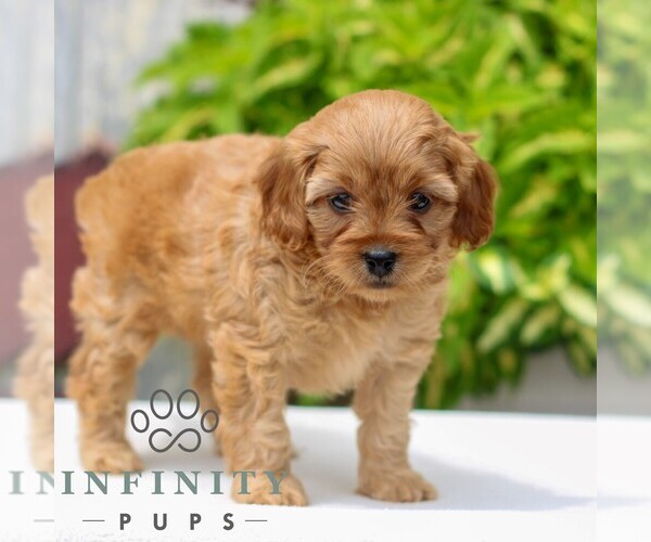 Medium Photo #4 Cavapoo Puppy For Sale in NARVON, PA, USA