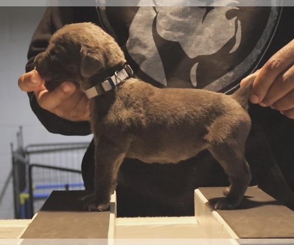 Medium Photo #6 Cane Corso Puppy For Sale in MOUNT MORRIS, MI, USA