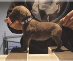 Litter of 8 - Male(s) and Female(s) Cane CorsoLitter of Puppies for Sale - Photo #6