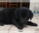 Small Photo #117 Labrador Retriever Puppy For Sale in OLYMPIA, WA, USA