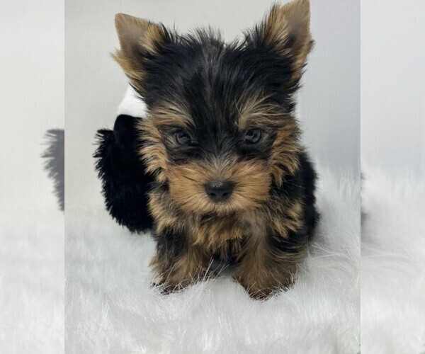Medium Photo #2 Yorkshire Terrier Puppy For Sale in BEVERLY HILLS, CA, USA