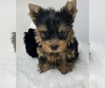 Small #1 Yorkshire Terrier