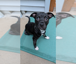 Small #3 Boston Terrier Mix