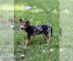 Small #1 Mutt