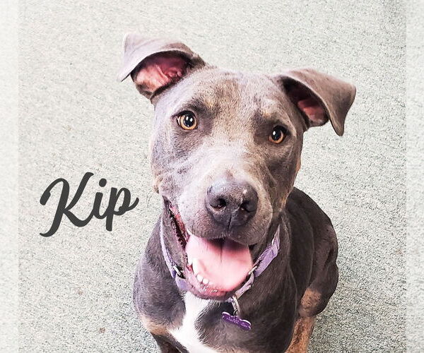 Medium Photo #3 Blue Lacy-Labrador Retriever Mix Puppy For Sale in HOUSTON, TX, USA