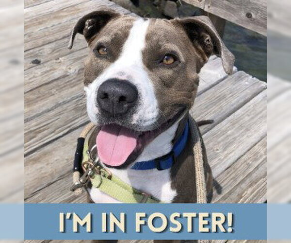 Medium Photo #1 Mutt Puppy For Sale in Alameda, CA, USA