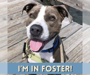 Mutt Dogs for adoption in Alameda, CA, USA