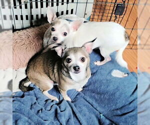 Chihuahua Dogs for adoption in Rutherfordton, NC, USA