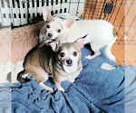 Small Chihuahua