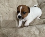 Puppy Puppy 5 Jack Russell Terrier