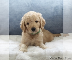 Goldendoodle Puppy for sale in CHERRY CREEK, NY, USA