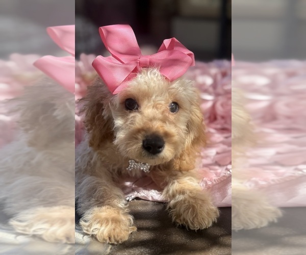 Medium Photo #50 Goldendoodle mix (+ Poodle Miniature) Puppy For Sale in MENIFEE, CA, USA