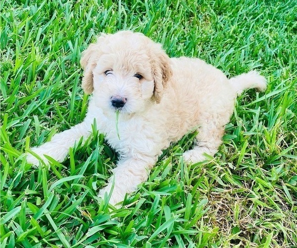 Medium Photo #1 Goldendoodle Puppy For Sale in THE WOODLANDS, TX, USA