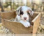 Small Photo #7 Bordoodle Puppy For Sale in GUTHRIE, OK, USA