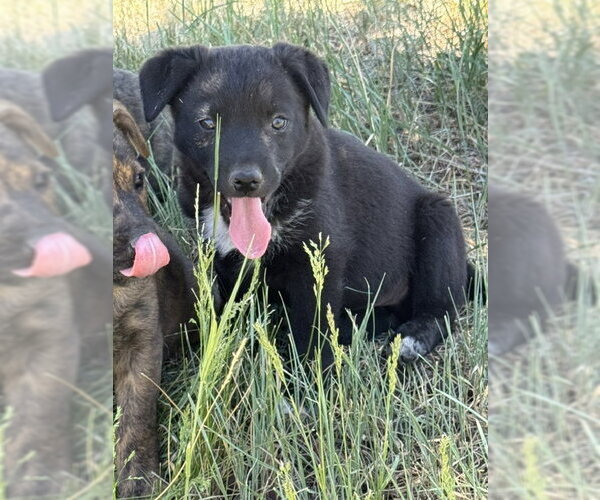 Medium Photo #1 Boxer-Unknown Mix Puppy For Sale in MIDWAY, UT, USA