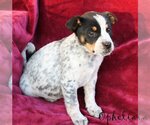 Small Photo #3 Mutt Puppy For Sale in Wakefield, RI, USA