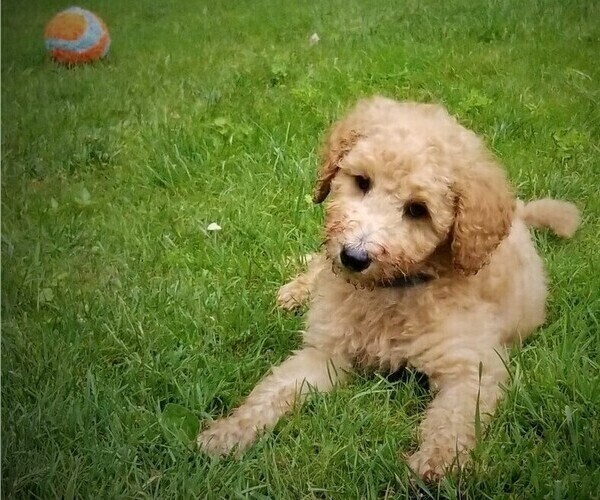 Medium Photo #2 Poodle (Standard) Puppy For Sale in WILSON, CT, USA