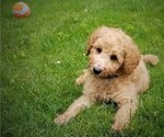 Small Photo #2 Poodle (Standard) Puppy For Sale in WILSON, CT, USA