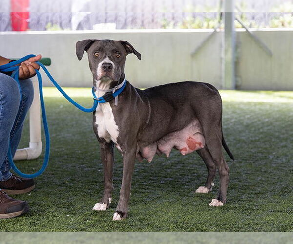 Medium Photo #2 American Pit Bull Terrier Puppy For Sale in Pasadena, CA, USA