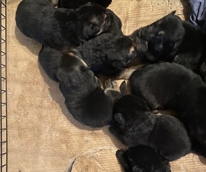 German Shepherd Dog Puppy for sale in SPARTANBURG, SC, USA