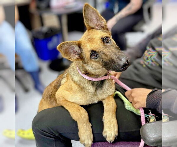Medium Photo #1 German Shepherd Dog-Unknown Mix Puppy For Sale in Imlay City, MI, USA