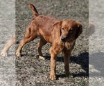 Small Photo #1 Golden Retriever Puppy For Sale in MORRILL, KS, USA