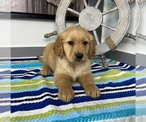 Golden Retriever Puppy for sale in FRANKLIN, IN, USA