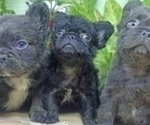 Small Photo #12 French Bulldog Puppy For Sale in DALLAS, TX, USA