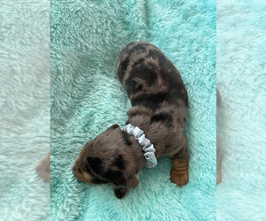 Dachshund Puppy for sale in HUMPHREYS, MO, USA