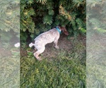 Small Photo #11 German Shorthaired Pointer Puppy For Sale in COSHOCTON, OH, USA
