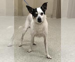 Mutt Dogs for adoption in Conroe, TX, USA