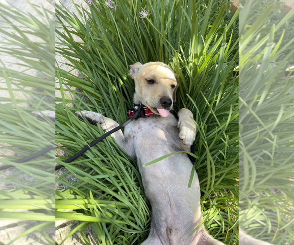 Medium Photo #3 Chihuahua-Unknown Mix Puppy For Sale in Fresno, CA, USA