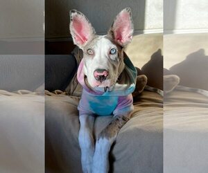 Great Dane-Neapolitan Mastiff Mix Dogs for adoption in Huntersville, NC, USA