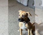 Small #7 Boxer-Rhodesian Ridgeback Mix