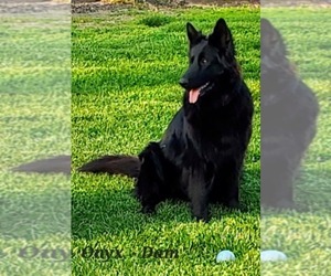 Mother of the German Shepherd Dog puppies born on 12/03/2025