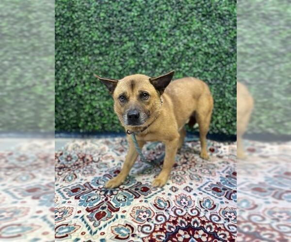Medium Photo #2 Akita-Chow Chow Mix Puppy For Sale in Corpus Christi, TX, USA