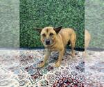 Small #1 Akita-Chow Chow Mix
