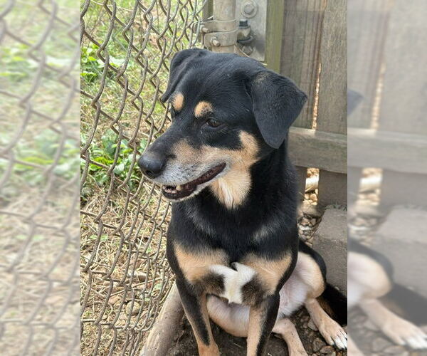 Medium Photo #1 Mutt Puppy For Sale in Jackson, MS, USA