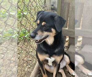 Mutt Dogs for adoption in Jackson, MS, USA