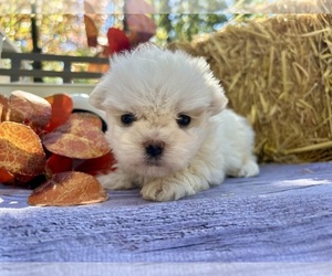 Maltese Puppy for sale in WINSLOW, AR, USA